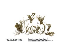 藏品(東亞白齒苔)的圖片